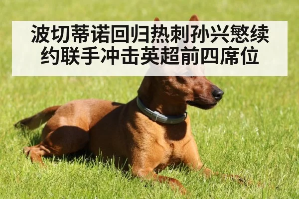 波切蒂诺回归热刺孙兴慜续约联手冲击英超前四席位